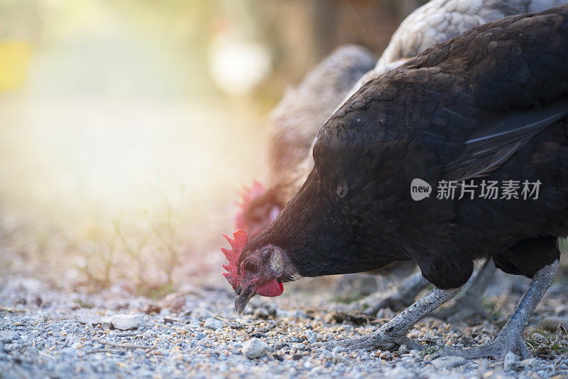 喂食时的鸡