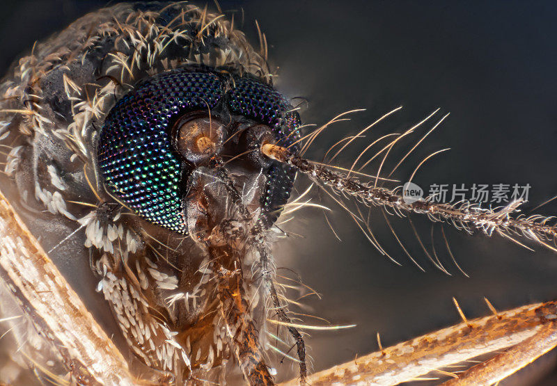 蚊子在显微镜下的微距肖像，孤立在黑色背景