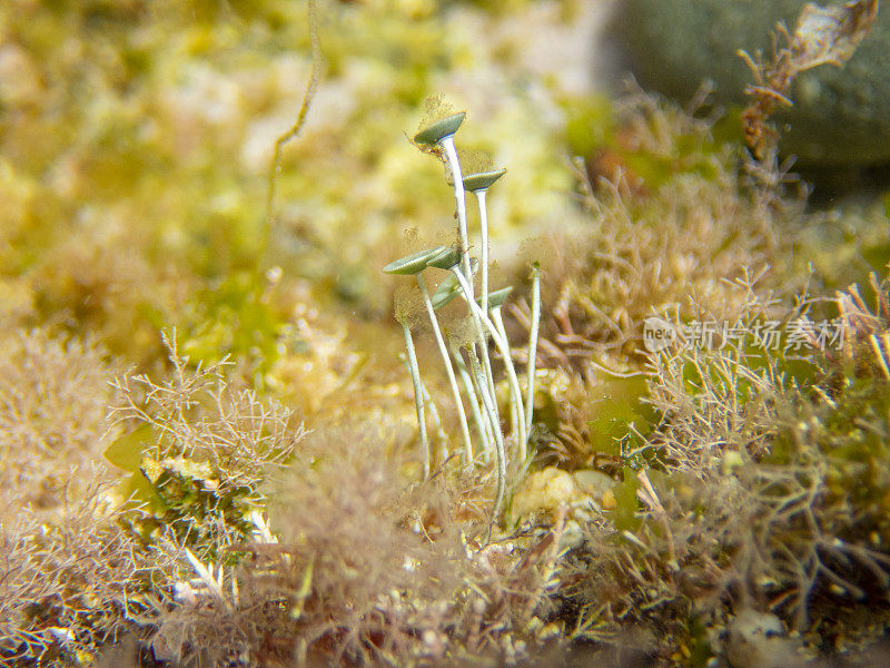 地中海海底的乙酰藻