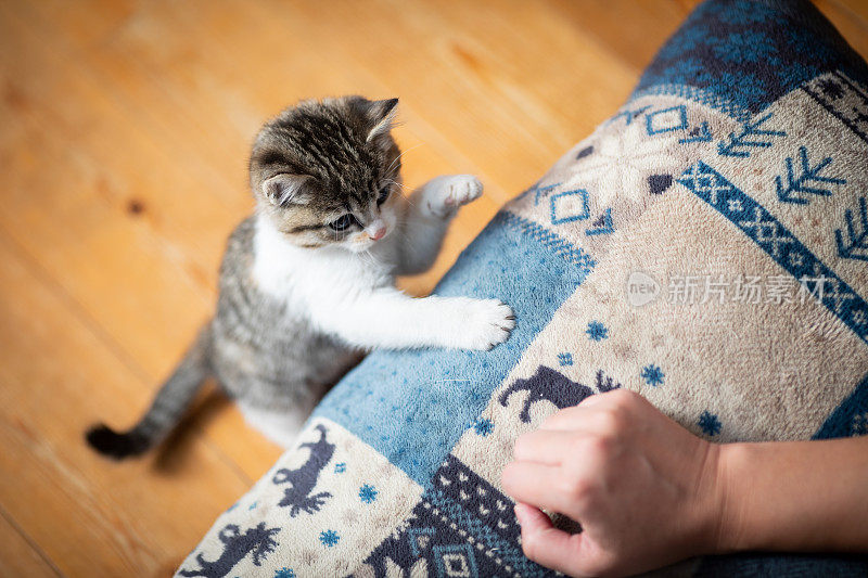 一只可爱的小猫在玩人的手