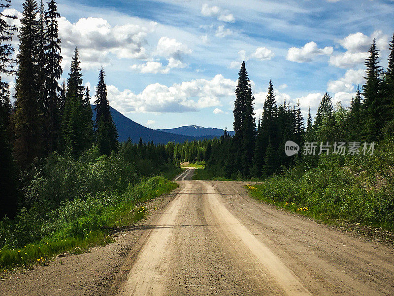 美丽风景的常绿森林沿土路景观