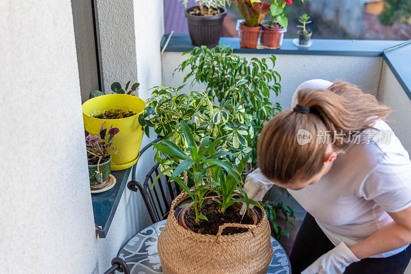 年轻女子美化和重新安排植物在她的阳台花园