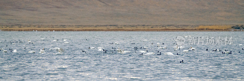 许多冻原和号手天鹅在冰冻湖野生动物管理区
