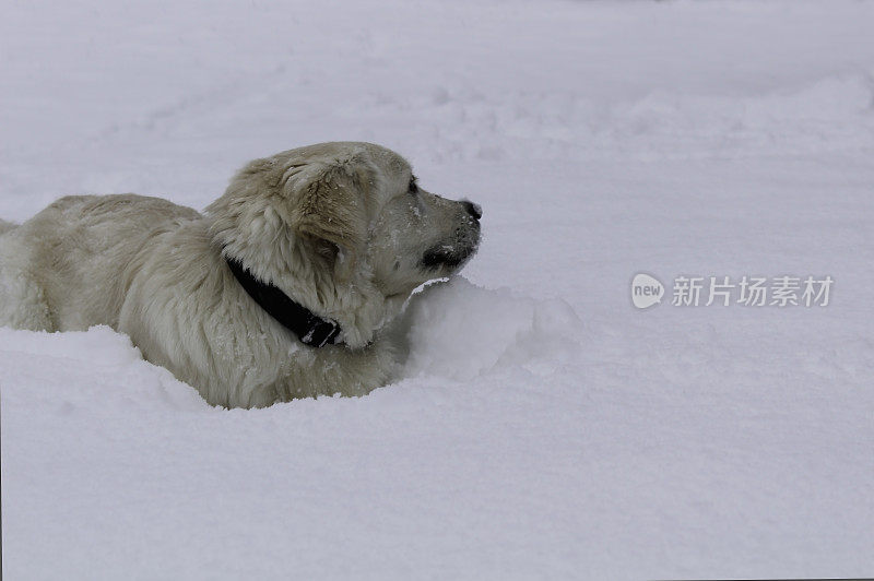 雪地里的白色金毛寻回犬