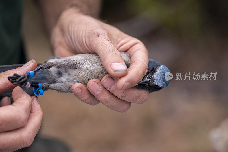 佛罗里达西丛鸦的腿上绑着塑料追踪带