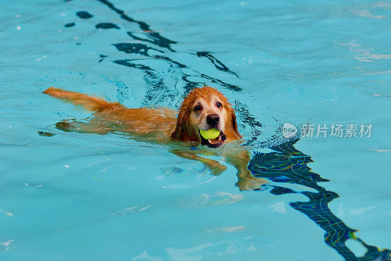 金毛猎犬和网球一起游泳