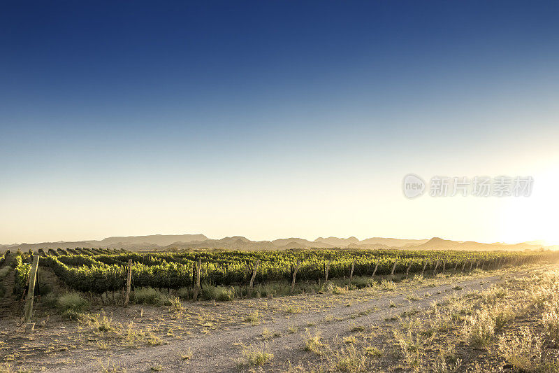 日落时分的圣拉斐尔葡萄园，位于阿根廷门多萨葡萄酒产区。