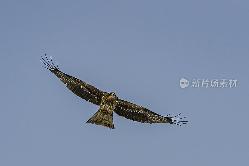 黑耳风筝，又称黑耳风筝，是一种中等大小的猛禽，属于鹰科。日本北海道钏路。飞行。