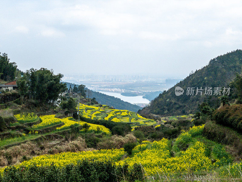 油菜花在春天盛开。中国云南罗平镇。