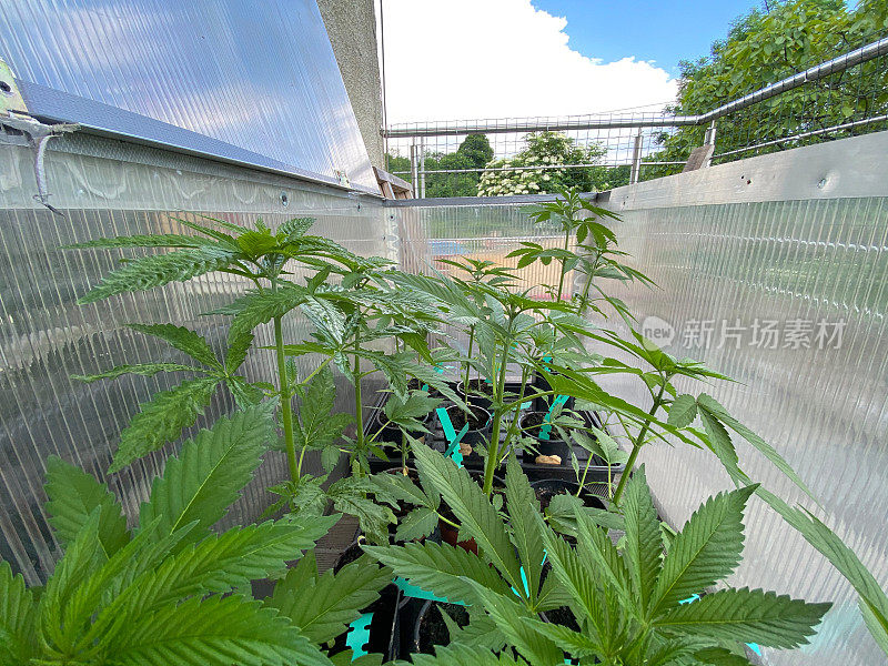 大麻植物在小型开放式温室中生长