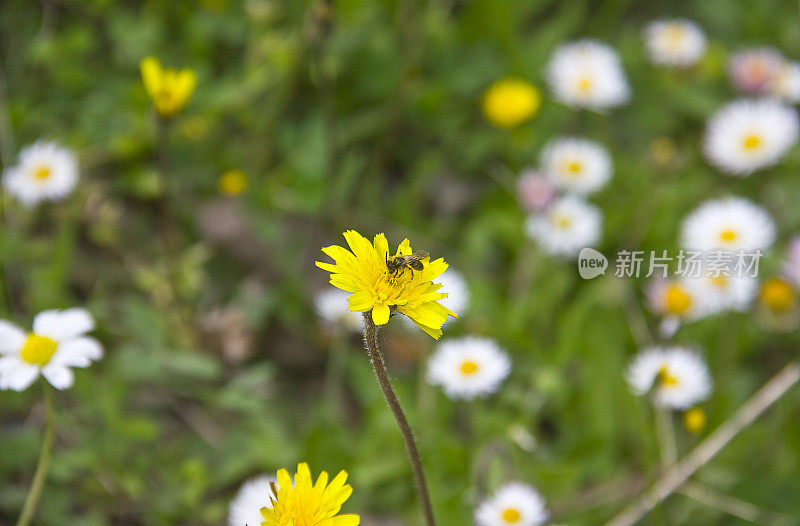 大黄蜂在黄雏菊上