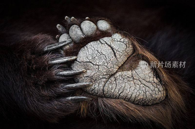 棕熊的脚，爪子和爪子