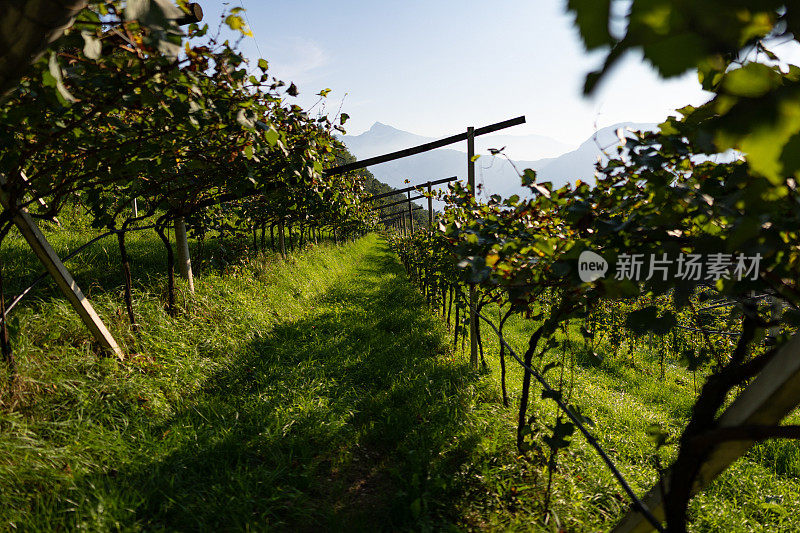 葡萄采摘酿酒故事:特伦蒂诺的葡萄景观