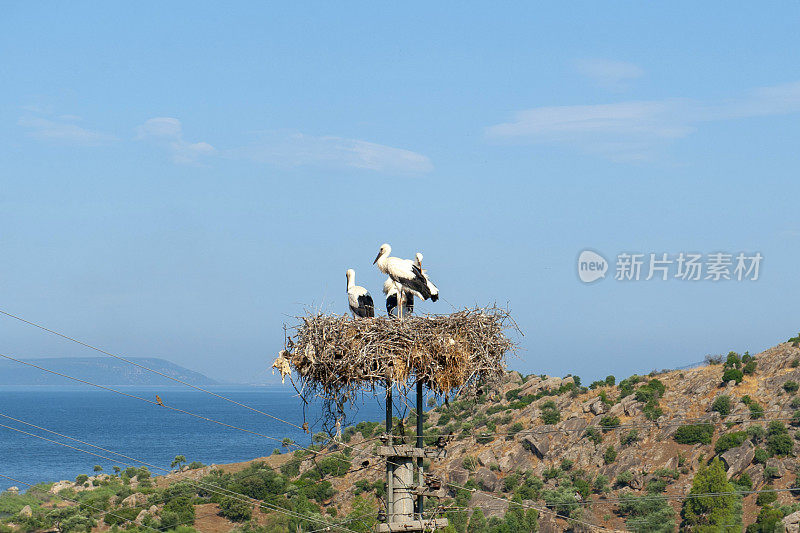 鹳家庭和海景