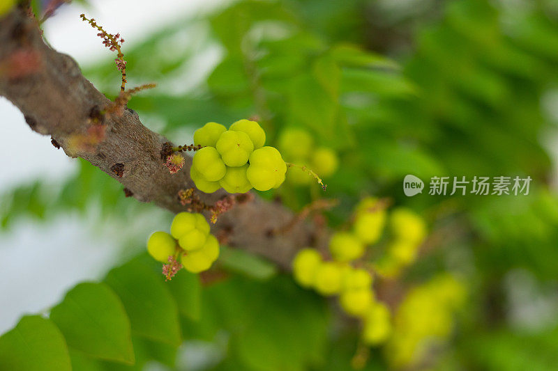 泰国的无花果树