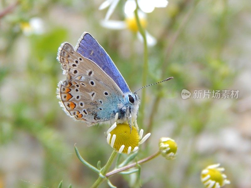 一种常见的蓝蝴蝶(伊卡罗蝶)，翅膀受损，长在洋甘菊花上