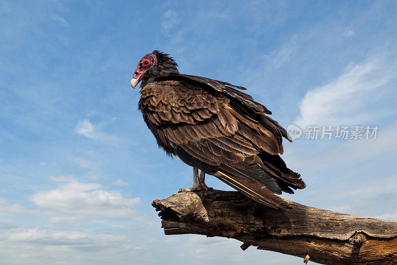 土耳其秃鹫栖息在一棵枯树上