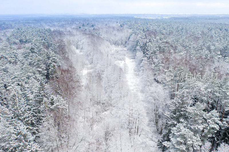 鸟瞰图的混合森林覆盖着雪。