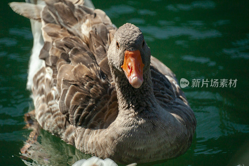 鹅栖息在宁静的水面上