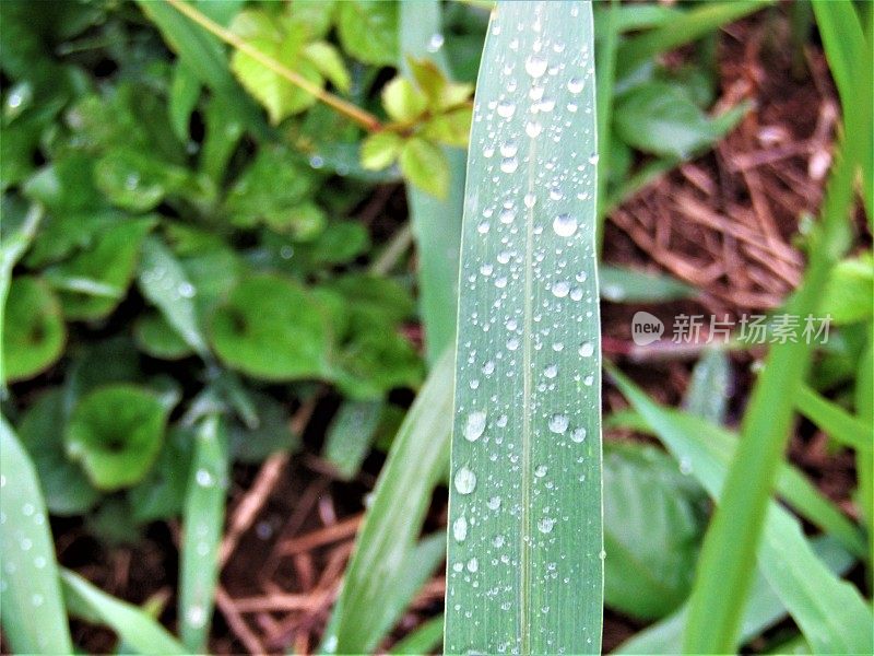 日本。6月。雨夜过后，晴朗的早晨。