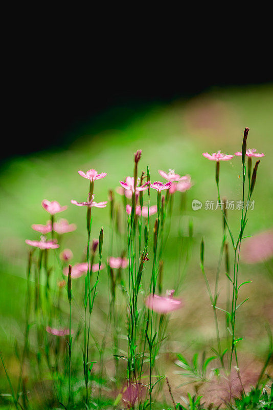 粉红野小花