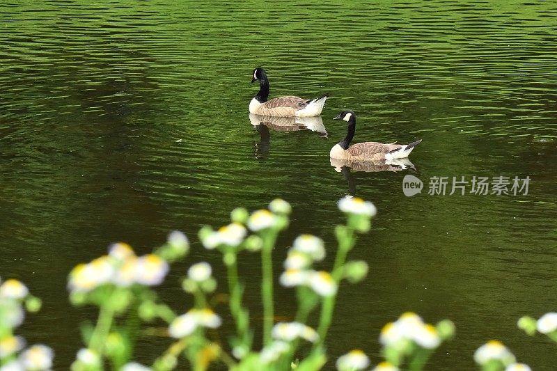 加拿大鹅和花