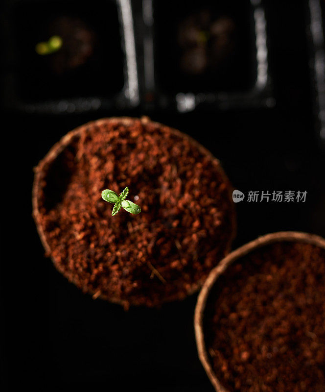 一株刚浇过水的大麻在花盆里生长