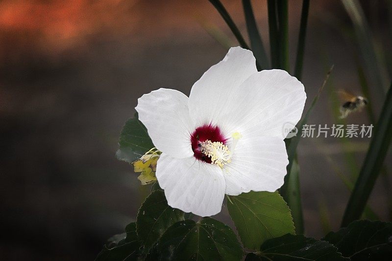 棉花糖和大黄蜂