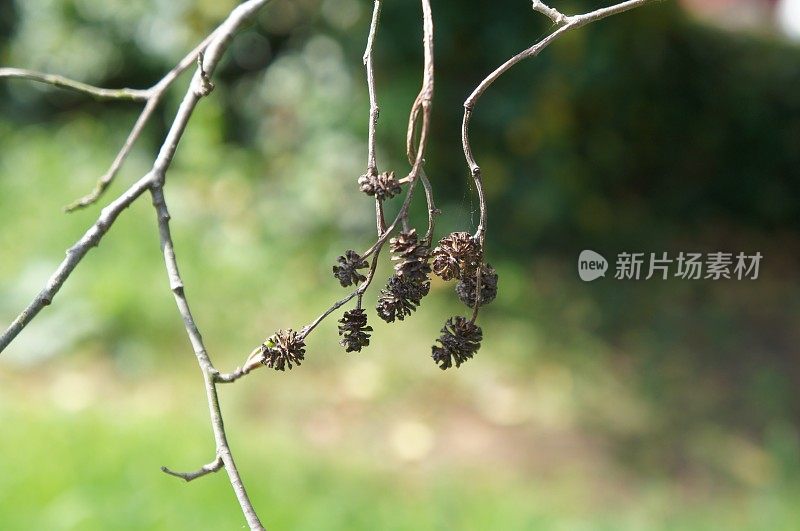 灰色桤木(银桤木)-小枝和雌球果