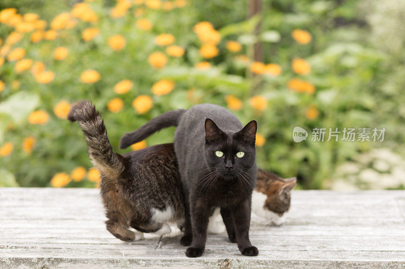 两只有趣的猫在花园的桌子上