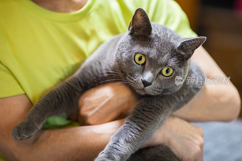 它的主人抱着一只漂亮的灰色家猫