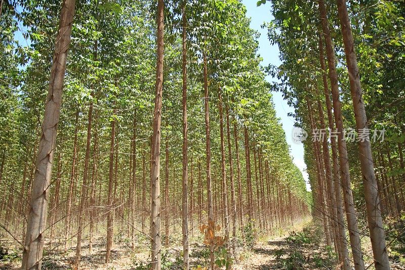 在巴伊亚的桉树种植园