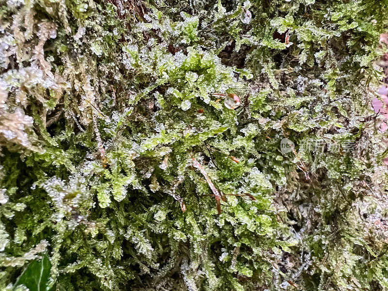 长满苔藓和绿色植物的潮湿树皮。