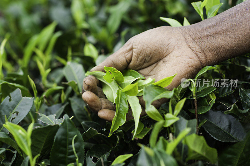 在斯里兰卡采摘茶叶