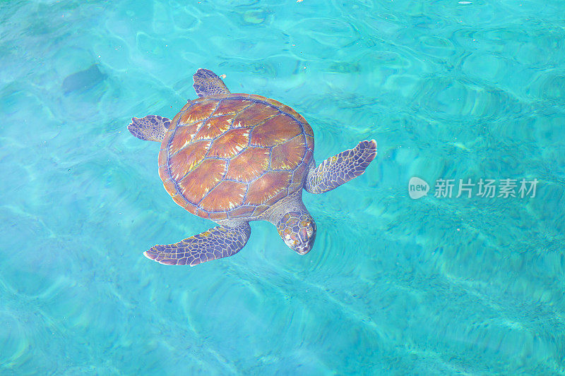 在留尼汪岛游泳的海龟。