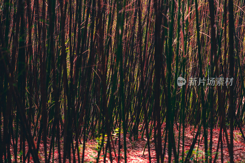 竹林的背景。阳光明媚的夏天