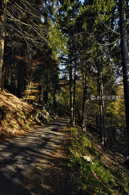 森林里的山路