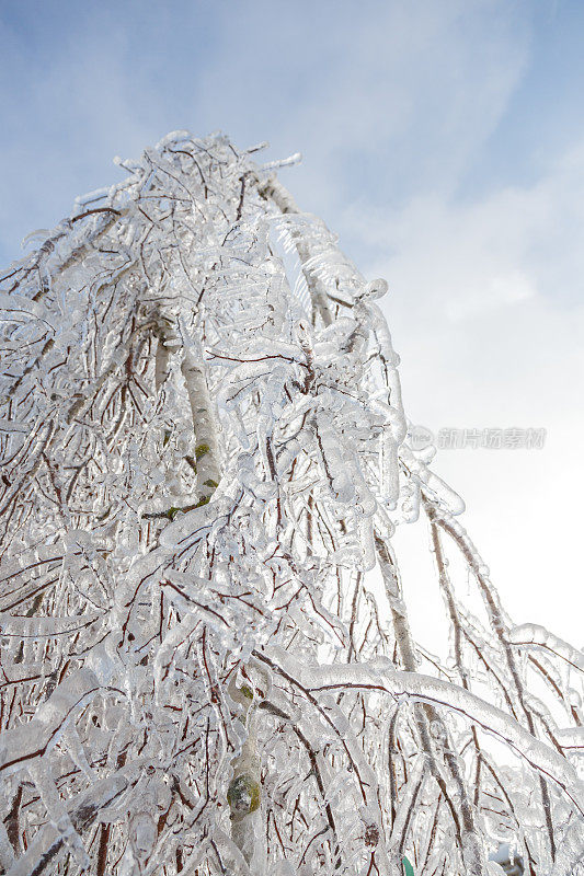 冬天被雨夹雪冰冻的树枝