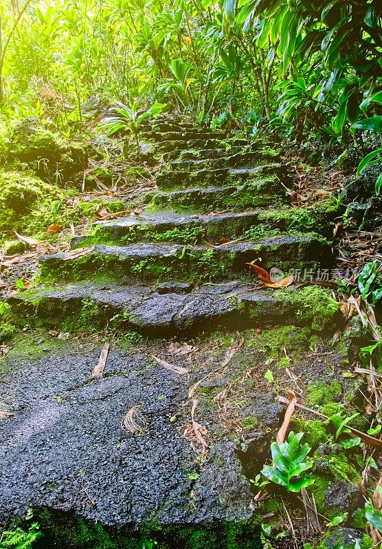 雨水滑滑的熔岩岩石踏在热带雨林的道路上，朝着阳光和更光明的未来