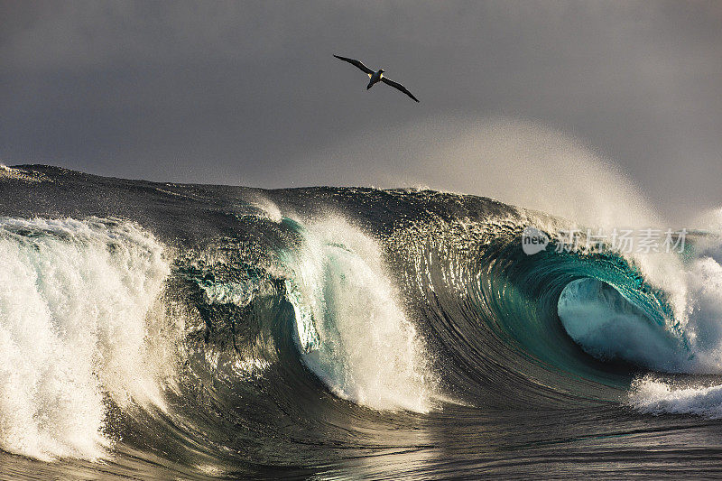 巨大的蓝色波浪和信天翁鸟滑翔在金色的晨光