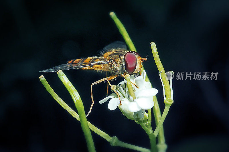 食蚜蝇类昆虫