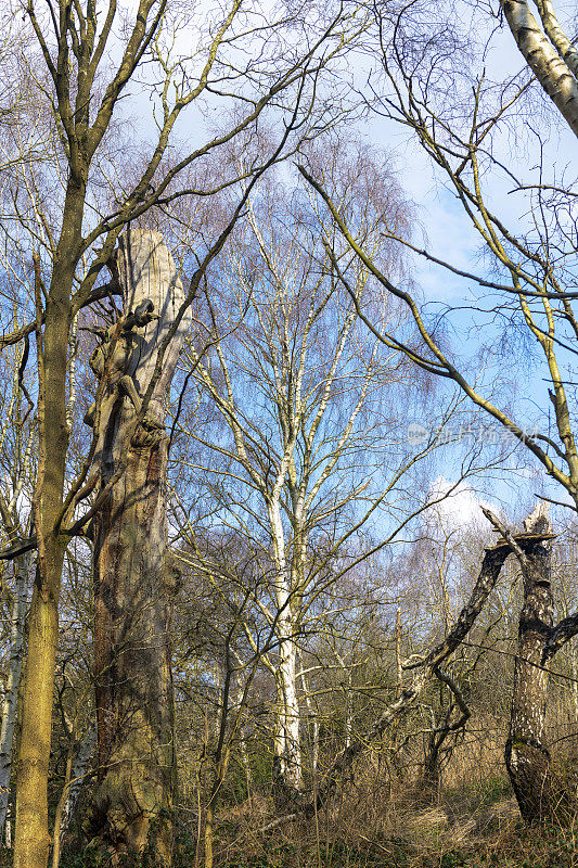 在英国诺丁汉郡的舍伍德森林，仰望古老的树木。