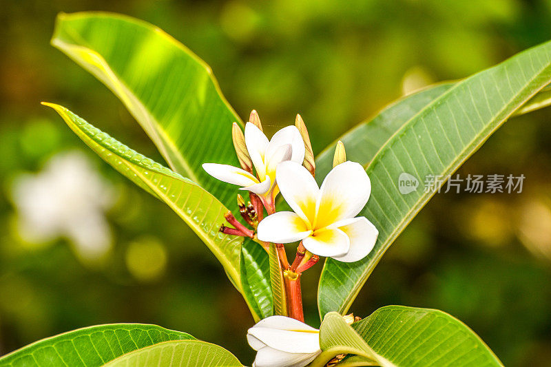 黄色plumeria