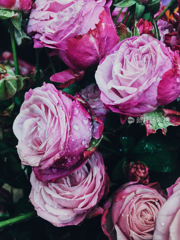 可爱的亮粉色玫瑰，雨后的水滴。花束。节日礼物