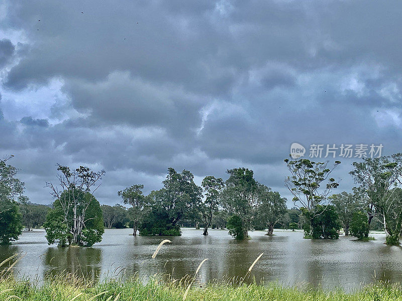 灰色天空下，暴风雨过后，树木被淹没