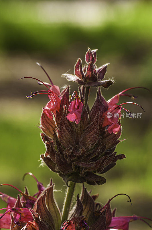 猪笼鼠尾草或加州蜂鸟鼠尾草，鼠尾草，鼠尾草，加州皮斯莫州立海滩。唇形科。