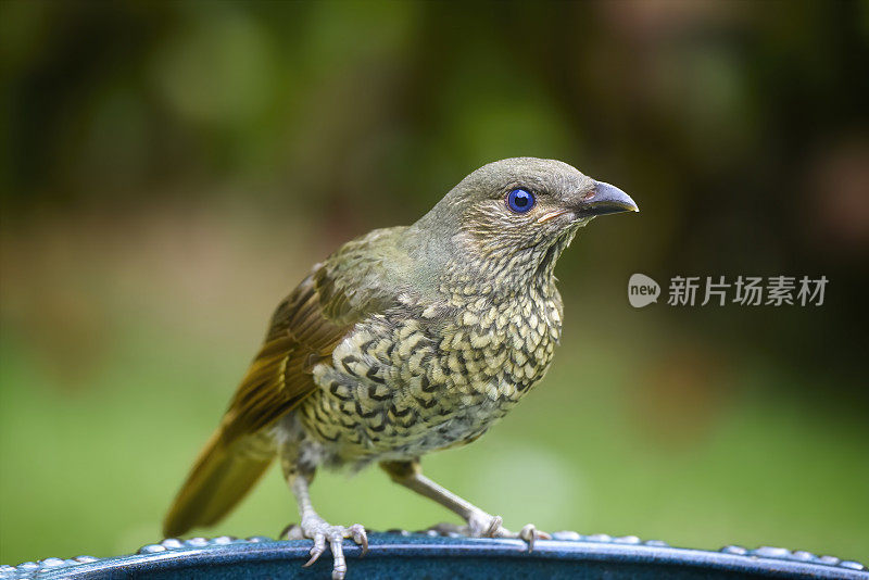 青花园丁鸟