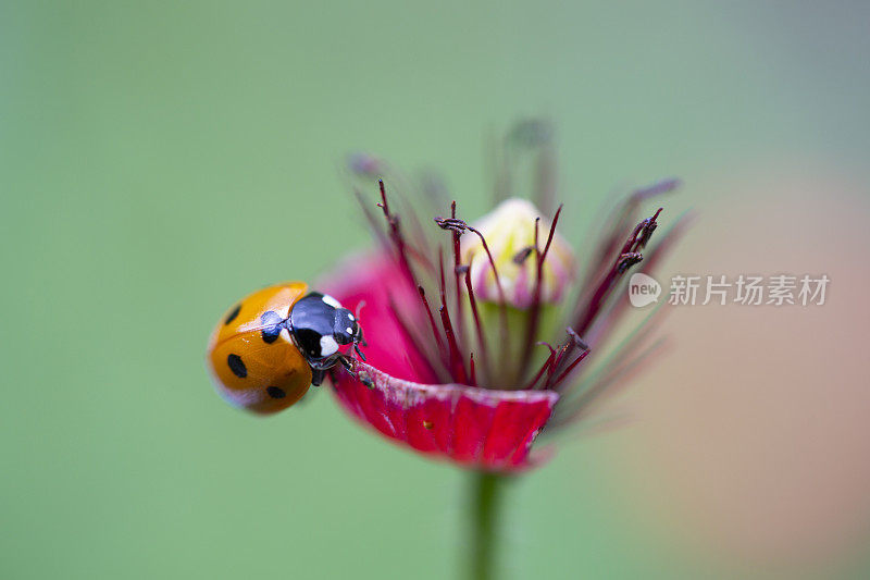 瓢虫在罂粟花的花瓣上