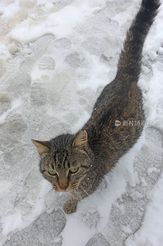 可爱的猫走在雪-冬天的背景。