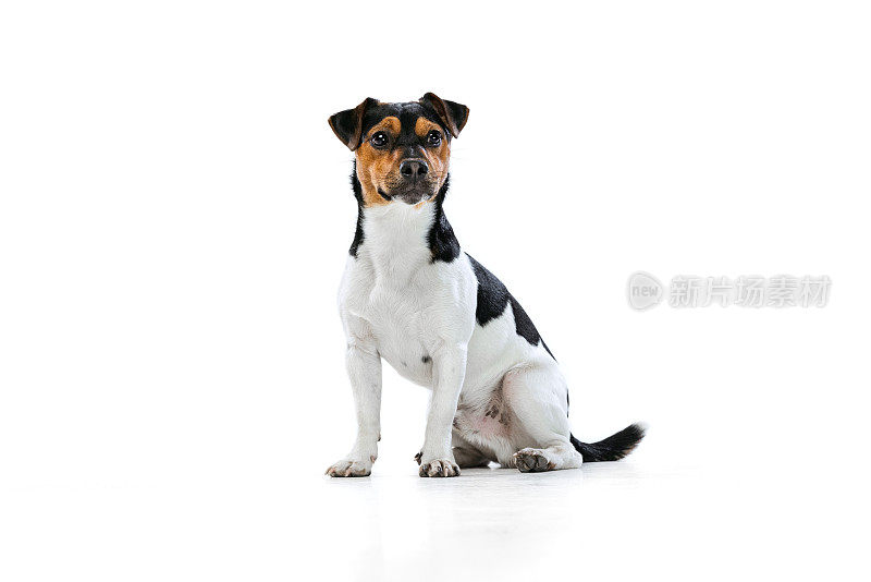 可爱的小狗，杰克罗素梗狗孤立在白色的工作室背景。概念动感，宠物爱心，动物生活。